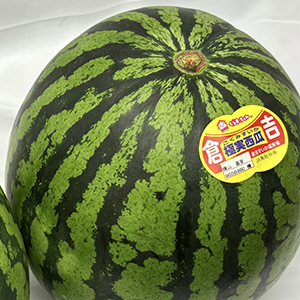 鳥取産 倉吉すいか 極実